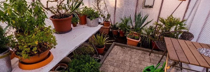 Gewächshaus mit vielen Pflanzen und einer Gießkanne.